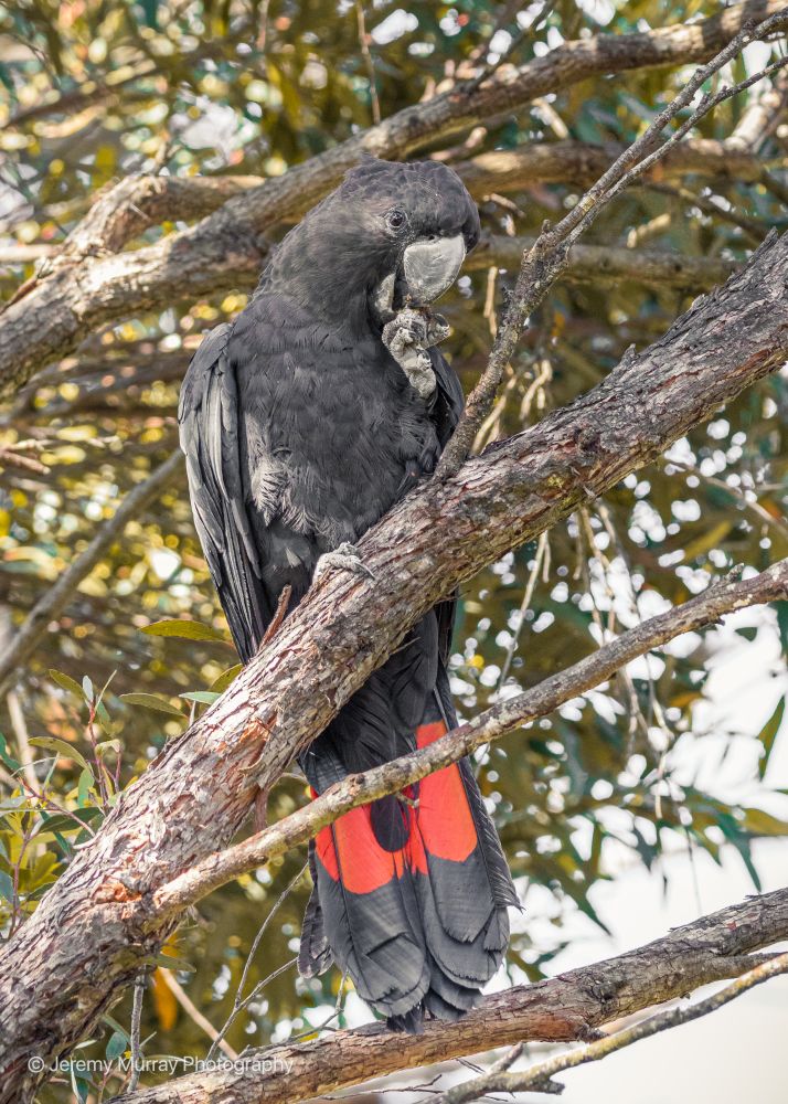 Glossy Black Cockatoo, 2020 | Photo by Jeremy Murray Photography
