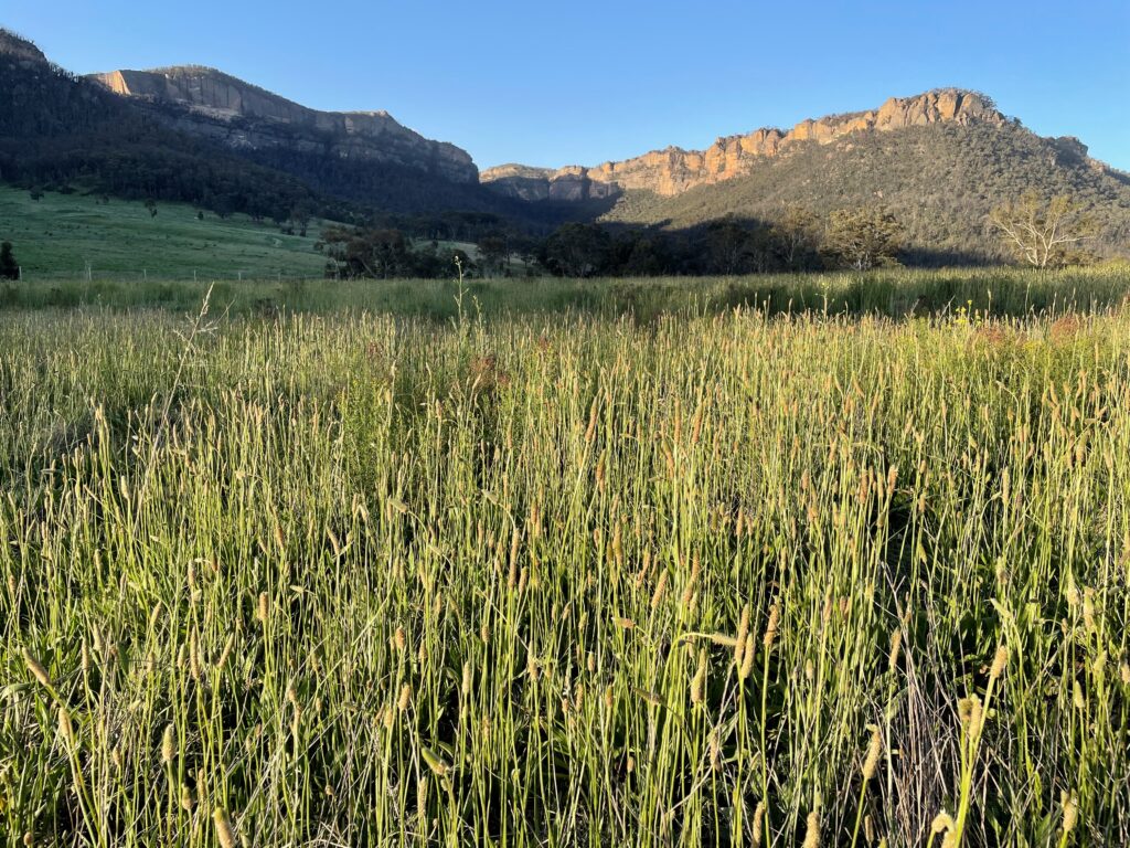 Green pastures and contrast against the beautiful sandstone escarpment at the site of the proposed Wolgan Valley Emergency Shelter and Community Centre
